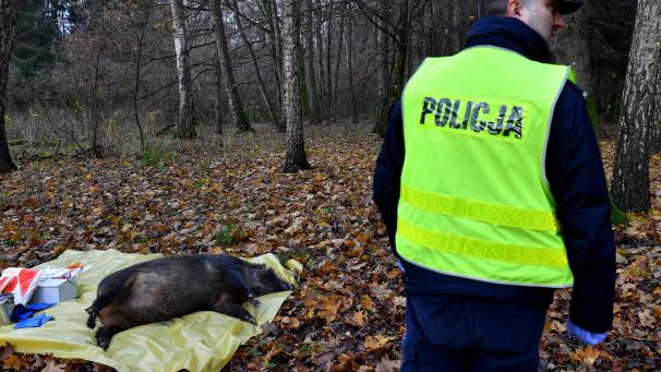 <p>Das Virus ist in den Westen Polens gelangt.</p>