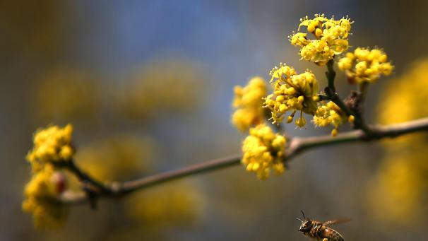 <p>Verteilt werden in Kettenis diverse Sträucher und Bäume – darunter auch die Kornelkirsche, die im Frühjahr gerne von Bienen angeflogen wird.</p>
