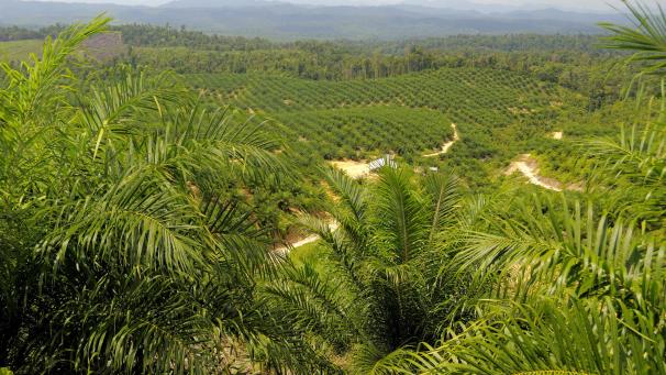 <p>In der Demokratischen Republik Kongo betreibt der kanadische Konzern Feronia Palmölplantagen, auf denen laut Menschenrechtler die Arbeiter ausgebeutet und die Natur verschmutzt werden.</p>