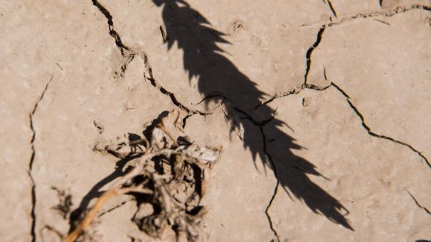 <p>Eine Weizenähre wirft einen Schatten auf einen sehr trockenen Boden: Um die Klimakonferenz gab es in diesem Jahr schon viel Wirbel - weil sie kurzfristig umziehen musste von Chile nach Madrid. Das Treffen sei enorm wichtig, mahnen Klimaschützer.</p>