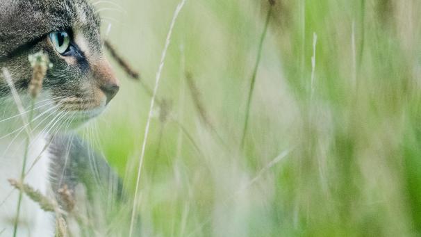 <p>Ist es zu gefährlich für andere Tierarten, eine Katze ins Freie zu lassen?</p>