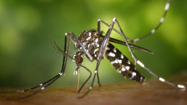 <p>Sie gilt als fliegendes Sicherheitsrisiko: die Asiatische Tigermücke.</p>