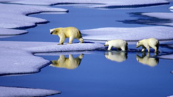 <p>Das arktische Meereis schmilzt aufgrund des Klimawandels. Der Effekt erschwert wiederum Eisbären die Jagd auf Robben. Die Folge: Die Tiere magern ab.</p>