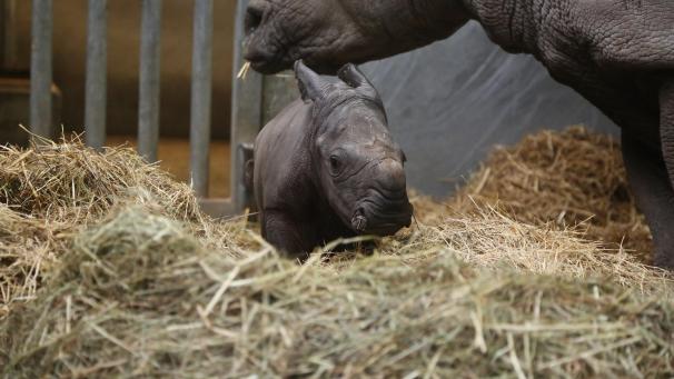 <p>Im Tierprak Pairi Daiza gibt es seit letzter Woche süßen Neuzuwachs.</p>