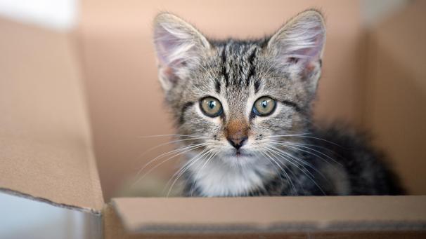 <p>Die gut isolierten Karton wärmen Katzen schnell auf.</p>