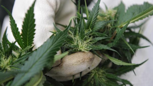 <p>2016 wurde in der Gemeinde Burg-Reuland eine Cannabis-Plantage entdeckt.</p>