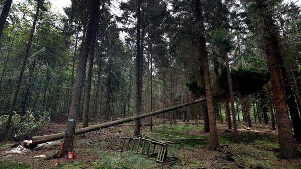 <p>Gehören Fichtenmonokulturen bald der Vergangenheit an? Der Büllinger Forstamtsleiter Christoph Pankert ist überzeugt, dass der „Brotbaum“ in unseren Breitengraden aufgrund des Klimawandels keine Zukunft haben wird.</p>