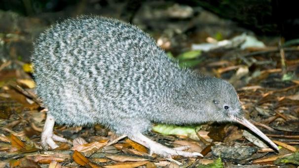 <p>Ein Haastkiwi, den Nationalvogel Neuseelands. Auf ihren Kiwi sind die Neuseeländer mächtig stolz.</p>