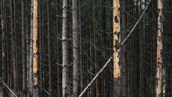 <p>Und wieder mal der Borkenkäfer: Die Stadt St.Vith rechnet 2020 mit deutlich weniger Einnahmen aus dem Holzverkauf und schnallt deshalb den Gürtel bei den Investitionen etwas enger.</p>