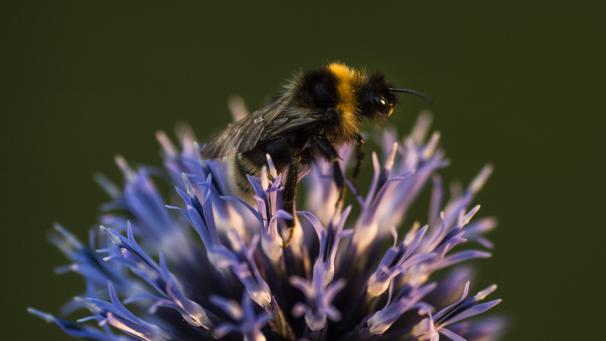 <p>Bienen sollen nach dem Willen des EU-Parlamentes mehr Schutz erhalten.</p>