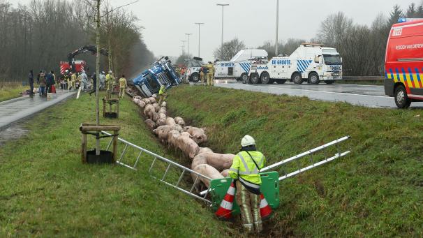 <p>Der Schweinetransporter schlug um. Die Schweine, die den Unfall überlebt hatten, mussten wieder eingesammelt und in einem anderen Lkw umgeladen werden.</p>