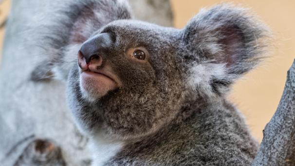 <p>Viele Koalas sind bei den Buschbränden in Australien verbrannt.</p>