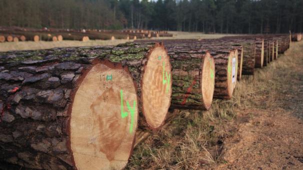 <p>Zwar kein berauschendes, aber doch ein solides Ergebnis wurde beim Holzverkauf erzielt.</p>