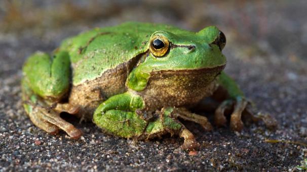<p>Der Europäische Laubfrosch hat sich in den letzten Jahren leicht erholt.</p>