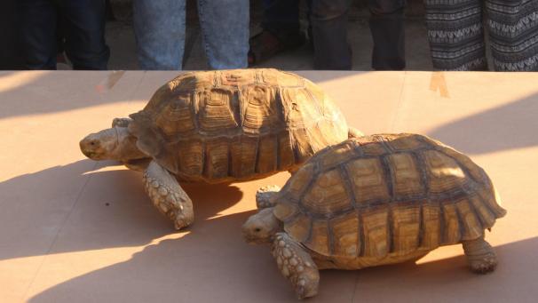 <p>Die Schildkrötenrennen gehen über eine Distanz von 2,50 Metern.</p>