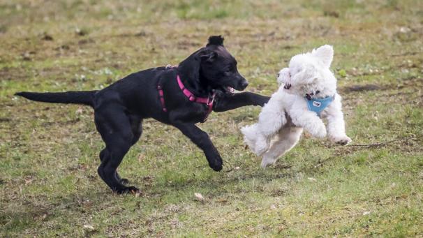 <p>Auf einer Hundewiese können sich die Vierbeiner frei bewegen. In Kelmis ist die Nachbarschaft allerdings nicht begeistert.</p>
