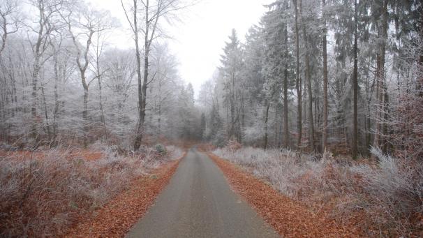 <p>Die Gemeinde Amel will ab 2021 im Revier Heppenbach zur Regiejagd übergehen, um die Wildverbissschäden zu reduzieren bzw. ein besseres Wald-Wild-Gleichgewicht herzustellen.</p>