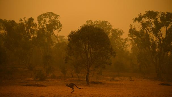 <p>Das Buschland in Australien ist in einem orangefarbenen Licht getaucht</p>