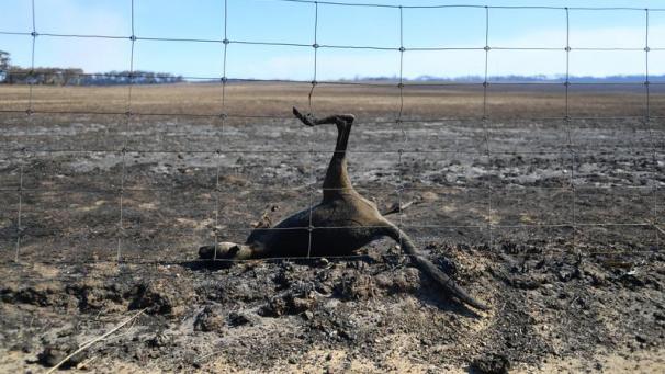<p>Ein am Feuer verendetes Känguru auf der Känguru-Insel.</p>