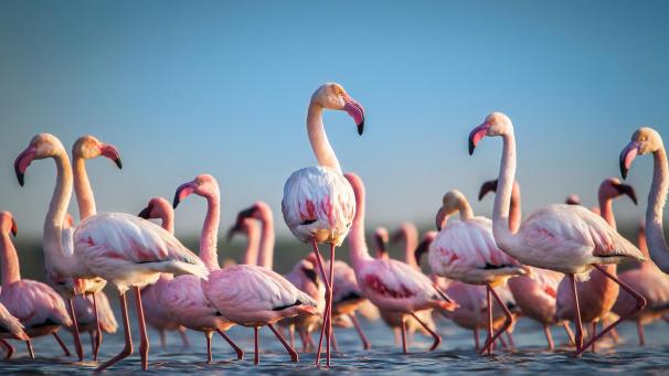 <p>Die Ankunft von 400 Flamingos im Kerkrader Tierpark sorgte 2018 für einen weiteren Besucheranreiz.</p>