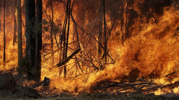<p>Ein Buschfeuer, welches gelegt wurde um einen größeren Brand in der Nähe einzudämmen, brennt im Bundesstaat New South Wales.</p>