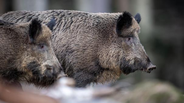 <p>Die Afrikanische Schweinepest ist eine anzeigepflichtige Tierseuche, von der Haus- und Wildschweine betroffen sind.</p>