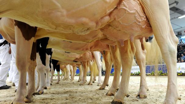 <p>Es geht vor allem um die Frage, wie man den Einsatz von Antibiotika beim Milchvieh reduzieren kann?</p>
