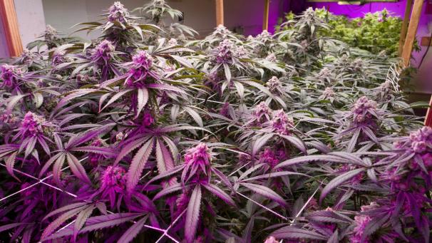 <p>Reife Marihuana-Pflanzen blühen bei künstlicher Beleuchtung auf in einem Gewächshaus der Loving Kindness Farms.</p>