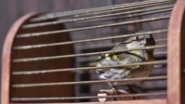 <p>Die Beschuldigten bestreiten den Vorwurf des illegalen Vogelfangs und die damit in Verbindung stehenden Anklagepunkte.</p>