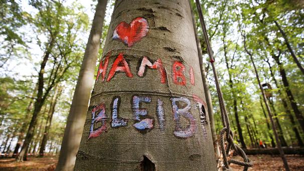 <p>„Hambi bleibt“ steht im Hambacher Forst auf einem Baumstamm.</p>