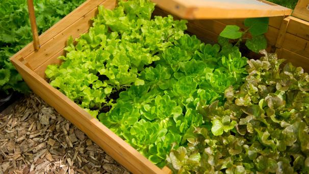 <p>Auch im Winter können Hobbygärtner schon jungen Salat ziehen und ernten - dank Frühbeetkasten.</p>
