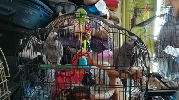 <p>Anfang August 2019 wurden diese exotischen Vögel von der Brüsseler Polizei beschlagnahmt.</p>