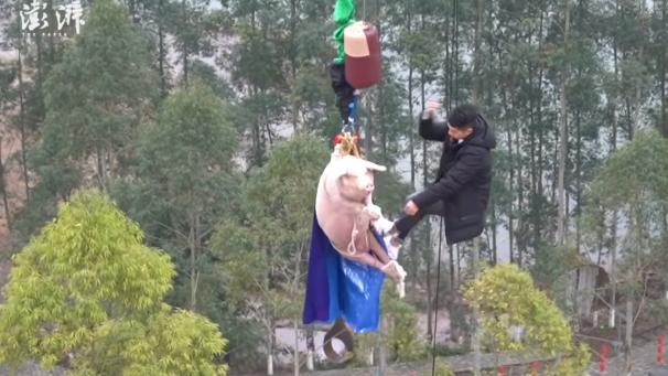 <p>Nach dem Bungee-„Sprung“ wurde das Schwein wieder hochgezogen.</p>