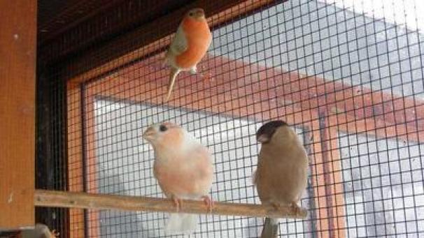 <p>14 Personen müssen sich in Verviers wegen illegalen Vogelfangs vor Gericht verantworten. Sie wurden 2014 in der Gemeinde Büllingen auf frischer Tat ertappt.</p>