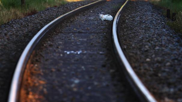 <p>Auch über Bahngleise kamen die Flüchtlinge nach Belgien.</p>