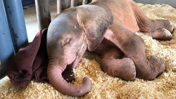 <p>Konnte gerettet werden: das Albino-Elefantenmädchen Khanyisa.</p>