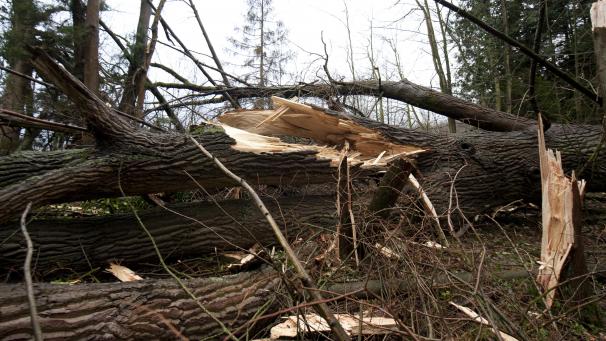 <p>Besonders in der Natur werden größere Schäden erwartet.</p>