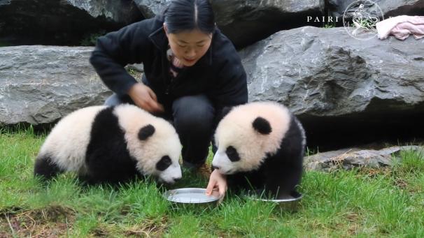 <p>Pflegerin Lui Yang kümmert sich um die Pandabären Bao Di und Bao Mei.</p>