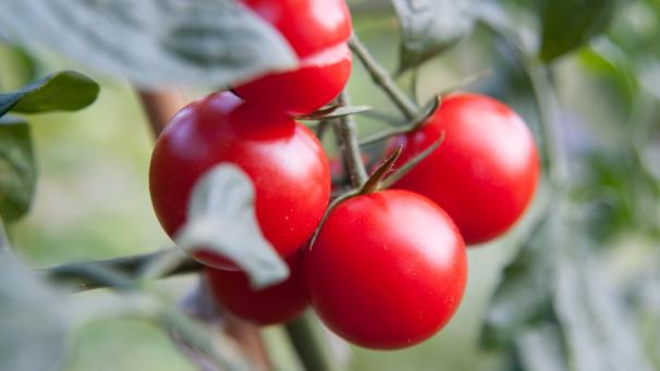 <p>Die französischen Behörden haben vor einem möglichen Fall des ToBRFV-Virus gewarnt, der Tomaten, Paprika und Chili befällt.</p>
