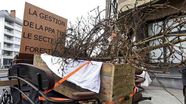 <p>Proteste des Holzsektors am Donnerstag in Namur</p>
