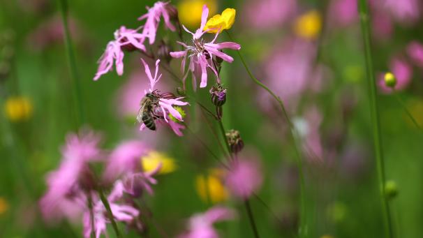 <p>Blumen, Kräuter, Bienen – das Ende der kalten Jahreszeit rückt näher und das Interesse für die blühende Natur kehrt zurück.</p>