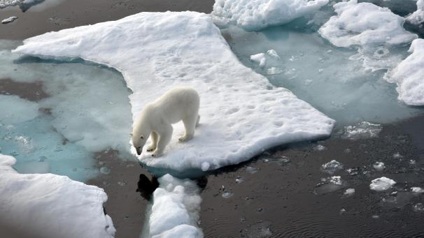 <p>Ein Eisbär steht im Nordpolarmeer auf eine Eisscholle. Russische Forscher beobachten mehr Fälle von Kannibalismus unter Eisbären.</p>