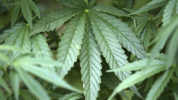 <p>Cannabis stand im Mittelpunkt der Geschäftsaktivitäten.</p>