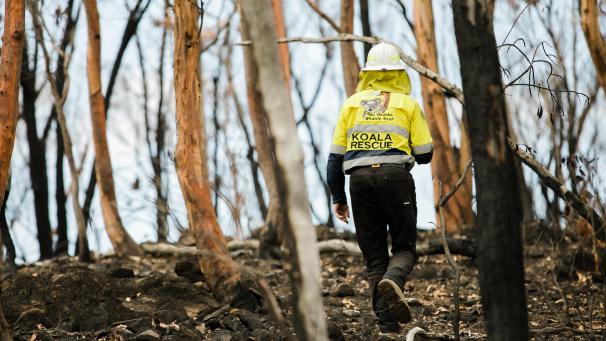 <p>Ein IFAW-Wildtierpfleger sucht nach verletzten Koalas, deren Lebensraum durch die Buschbrände zerstört wurde.</p>