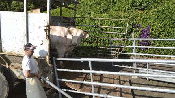 <p>Ein Rind pro Woche wird in der Bergstraße angeliefert. „Die Tiere sterben ohne Stress“, sagt Reinhold Dannemark.</p>