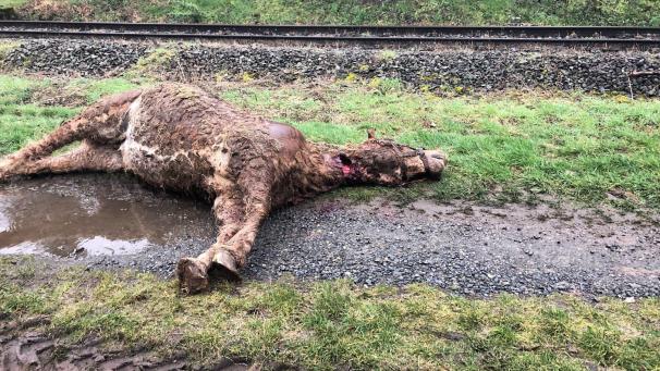 <p>Das Tier ist sichtbar krank. Das war auch der Grund, weshalb es eingeschläfert werden musste, beziehungsweise, weshalb der Tierarzt ihm als letzte – durchaus übliche – Maßnahme die Kehle durchtrennte.</p>