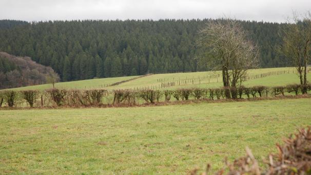 <p>Die Gemeinde Amel wird die Verpachtung von Weideland an die neuen Rechtsvorschriften anpassen. Das wird einige Änderungen mit sich bringen. U. a. wird die Verpachtung künftig mit Umweltauflagen verknüpft sein.</p>