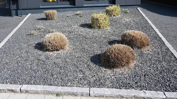 <p>Pflanzen ragen aus einem Vorgarten mit grauen und schwarzen Kieselsteinen. Im Eupener Stadtrat wurde in dieser Woche über den Umgang mit Schottergärten ausgetauscht.</p>