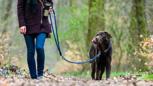 <p>Beim Spaziergang mit dem Hund gilt es derzeit einiges zu beachten.</p>