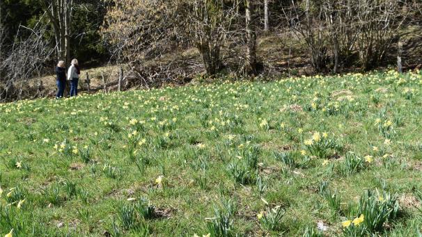 <p>Das Naturspektakel der Narzissenfelder wird vorerst nicht mehr zu bestaunen sein.</p>